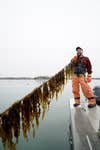 Mussel farmer in an orange wetsuit holding a long line of kelp off a dock