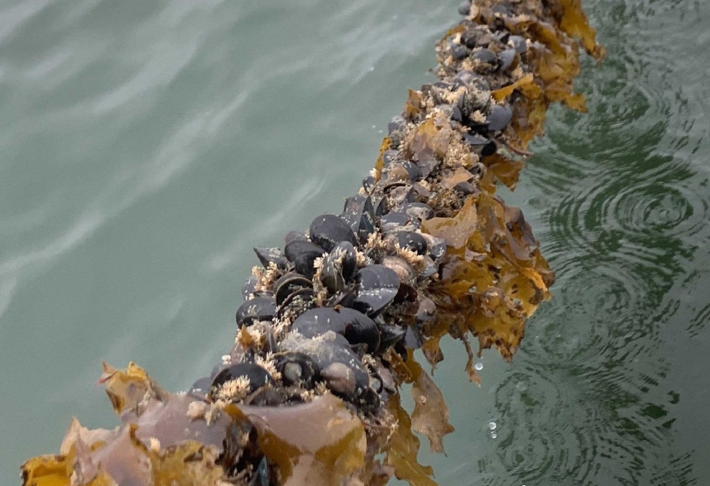 Kelp forest with mussels growing on top