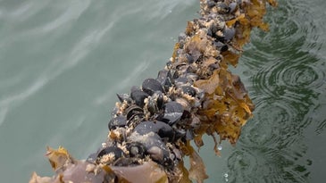 Kelp forest with mussels growing on top