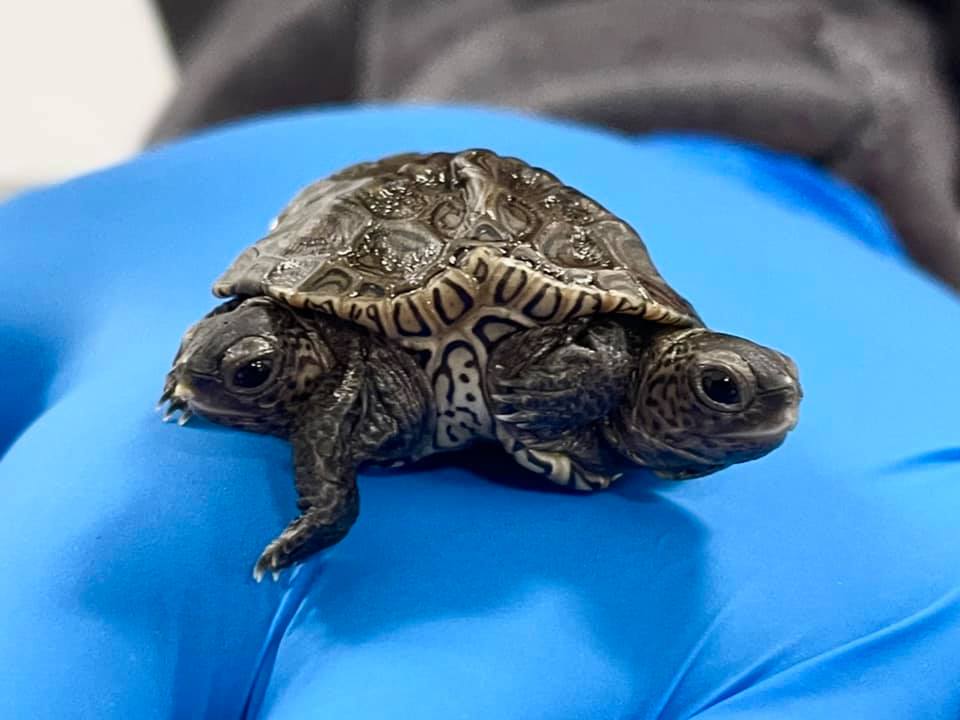 A rare two-headed turtle is alive and thriving, surprising scientists |  Popular Science