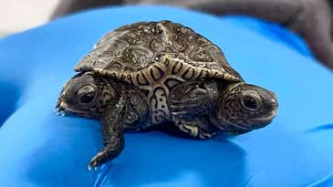 A rare two-headed turtle is alive and thriving, surprising scientists