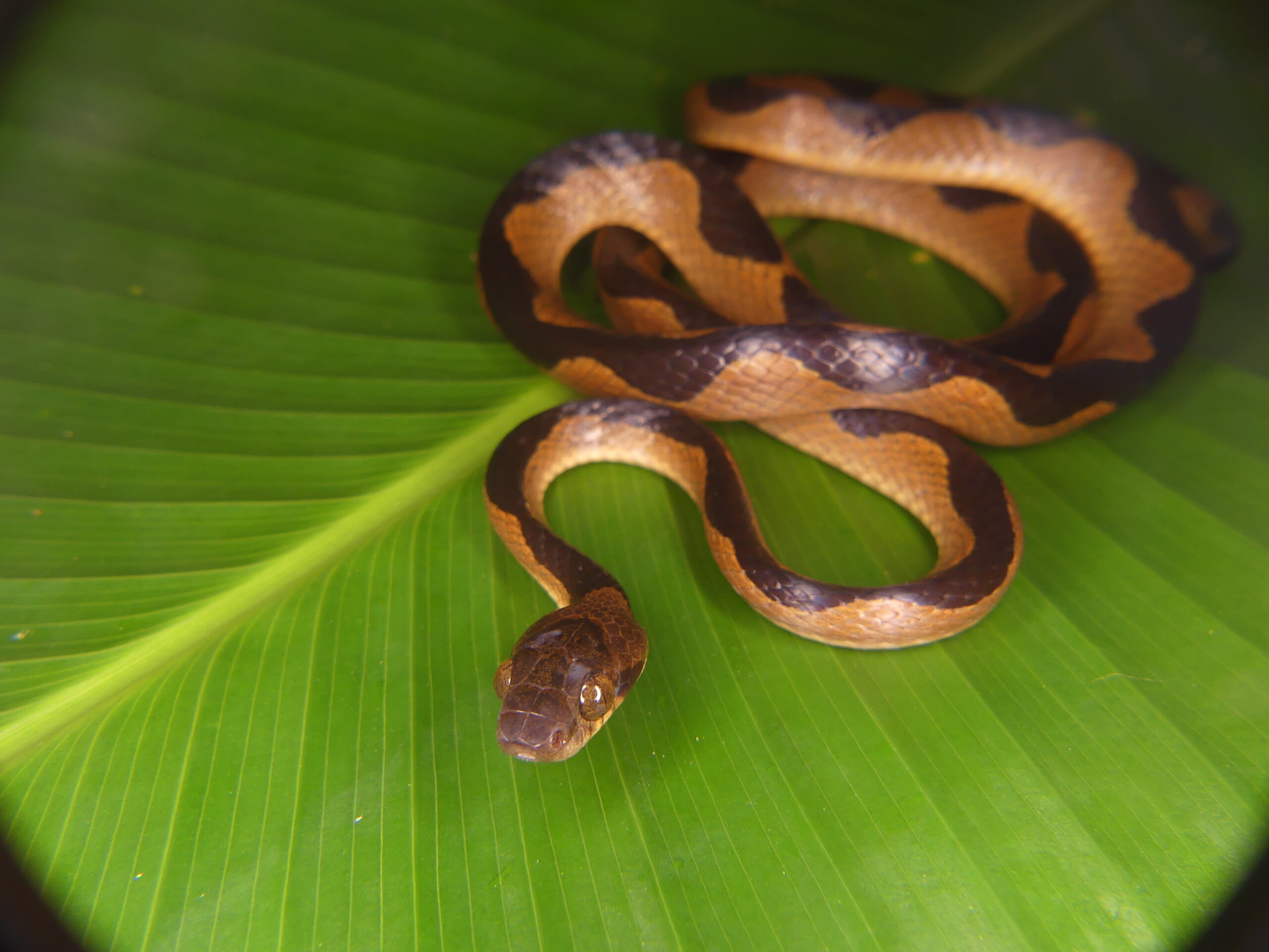 Early snakes slithered into newly vacant ecological niches and rapidly evolved the ability to go after a wide array of prey. 