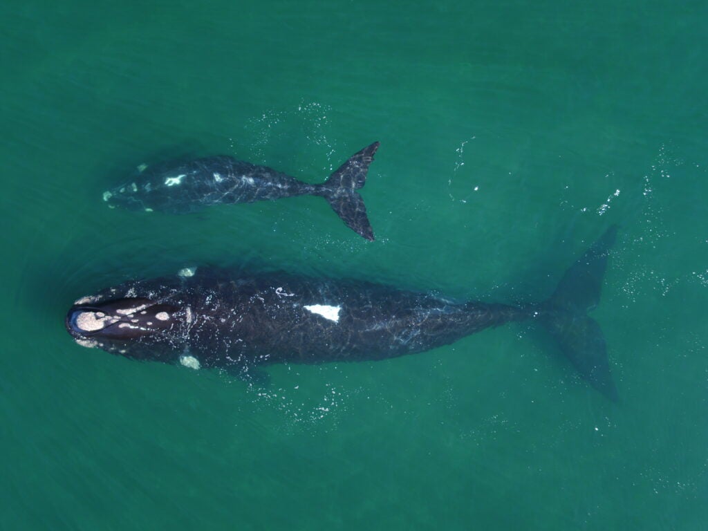 As El Niño years get worse, right whales suffer