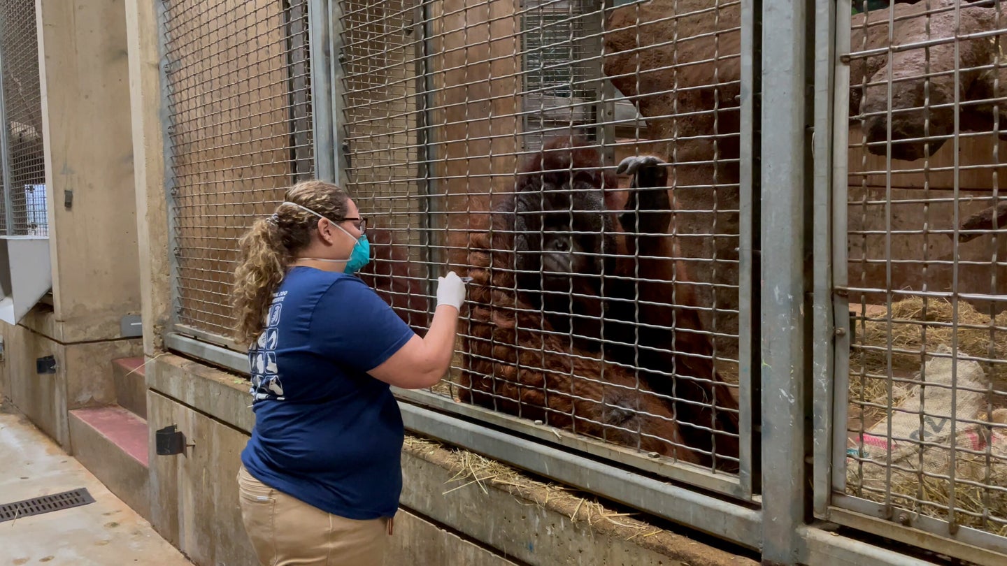 A zookeeper wearing a mask vaccinates an orangutan through a grille.