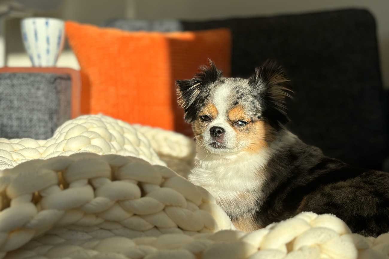 Toy Aussie Shepherd sitting in the sun on a cream white Brooklyn Bedding knitted weighted blanket
