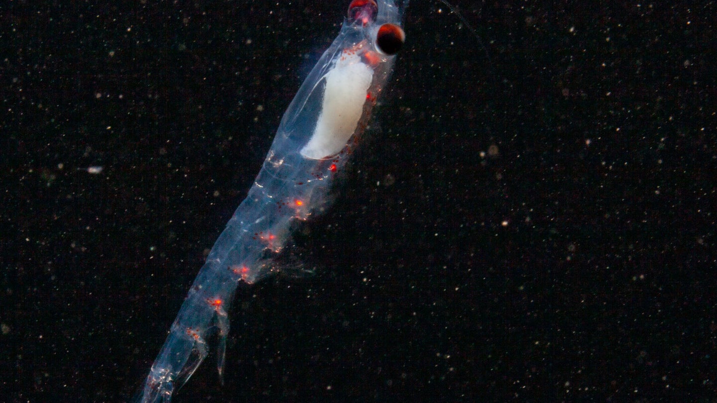 A translucent krill with red spots on its belly.