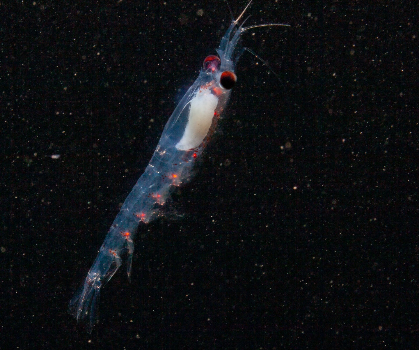A translucent krill with red spots on its belly.