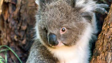 A new vaccine may curb the koala chlamydia epidemic