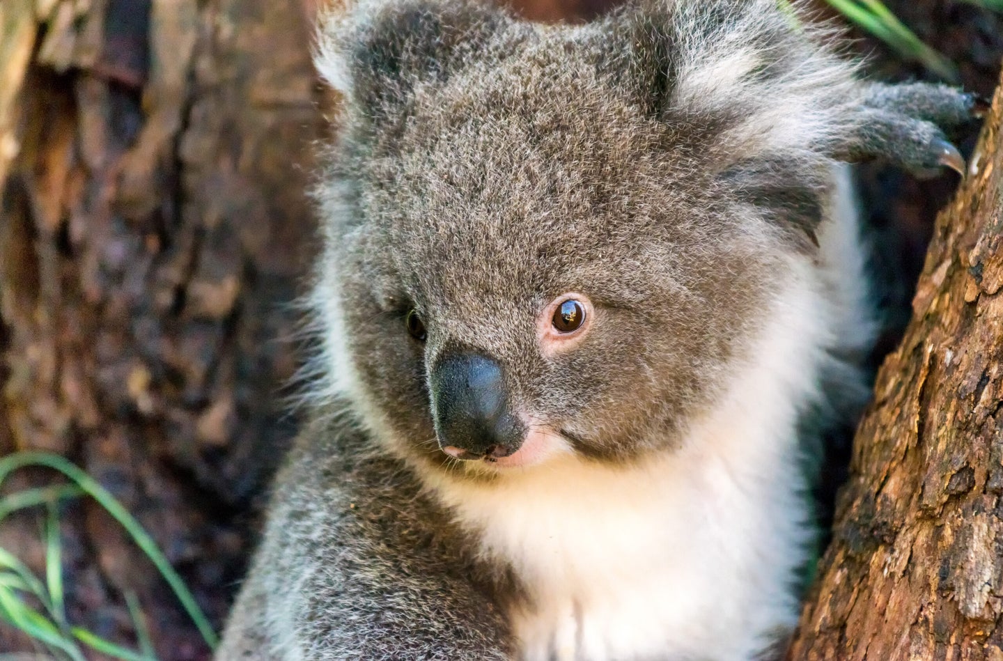 Koala in Cape Otway, Great Ocean Road, Victoria, Australia.