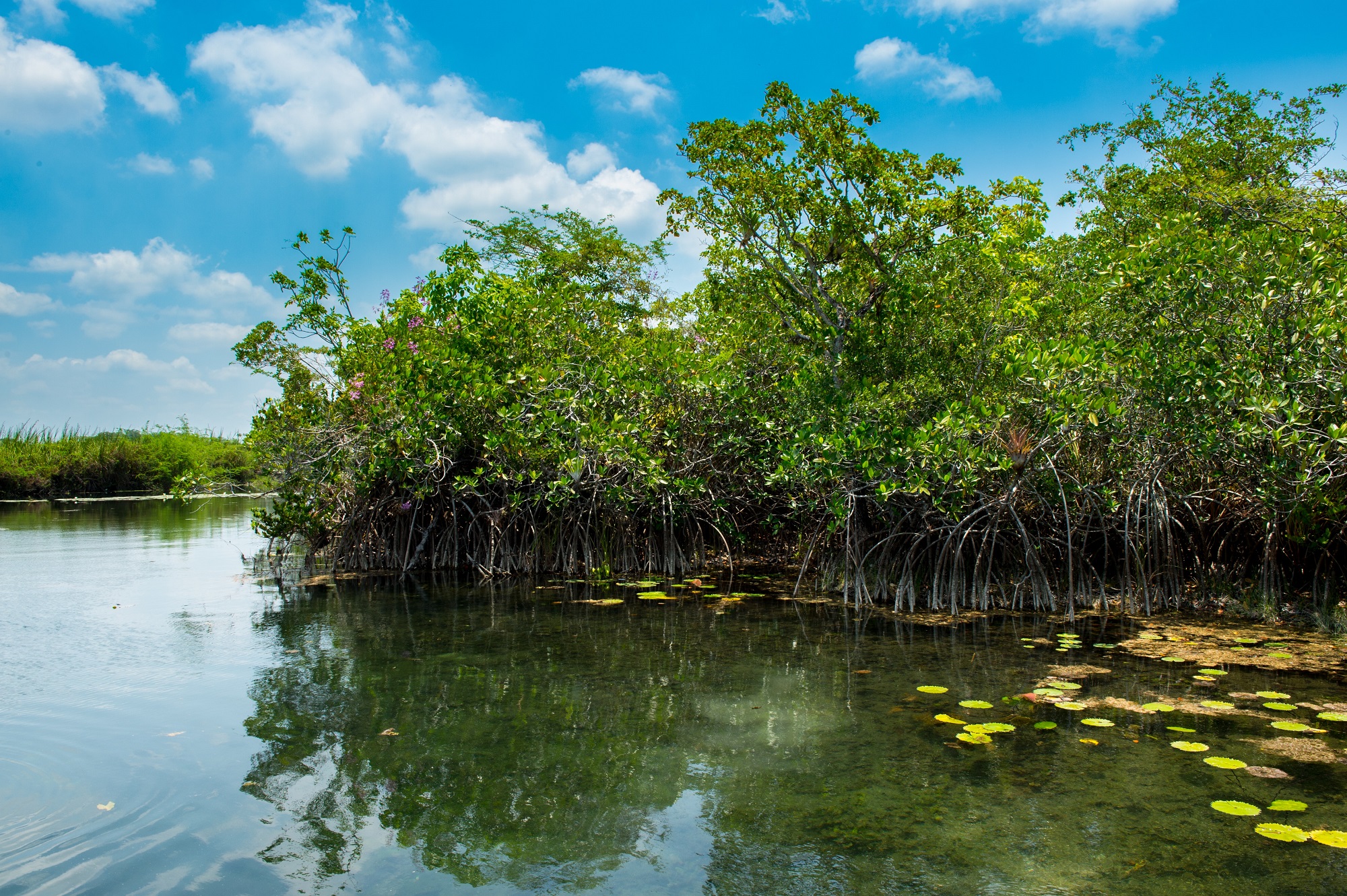 Freshwater mangrove forest off the Yucatan in Mexico and Guatemala