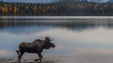 How to track and spot a wild moose