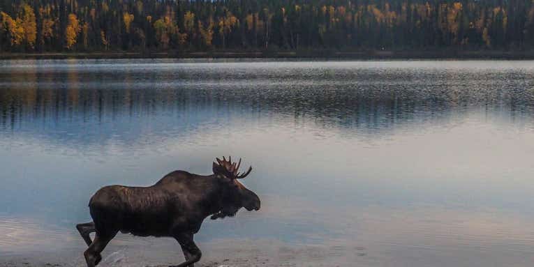 How to track and spot a wild moose