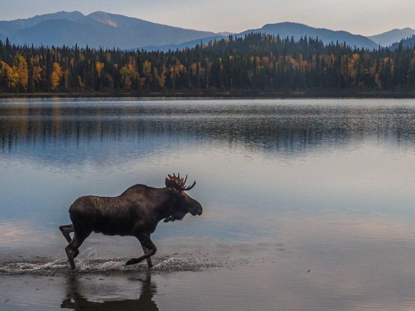 moose in a lake with mountains in the background