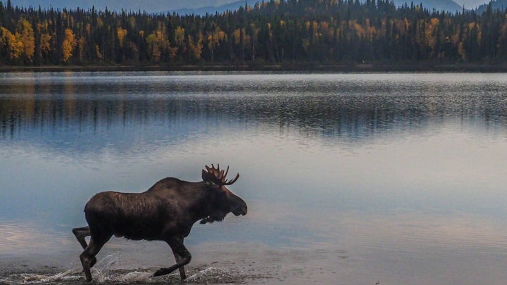 moose in a lake with mountains in the background