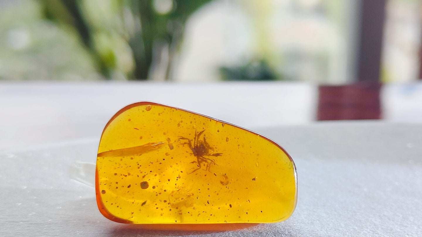 Entombed in amber, this tiny crab hails from the age of dinosaurs