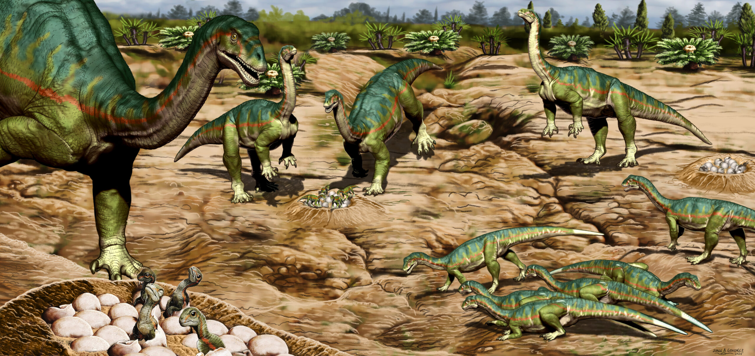 Evidence from a fossil site in Patagonia suggests that early dinosaurs liked in herds, which may have helped them thrive. 