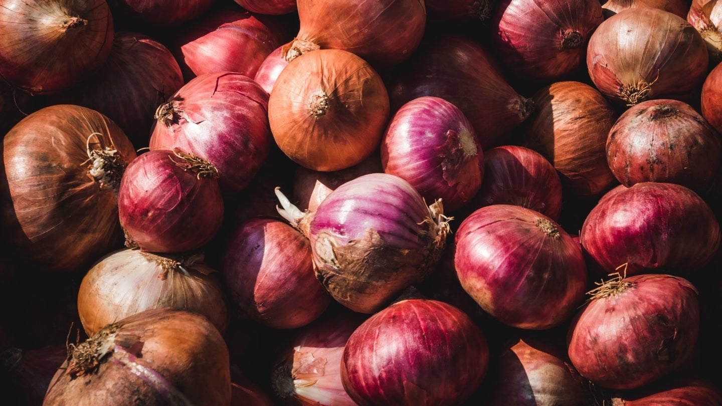 A salmonella outbreak has hit 37 states, and onions are to blame