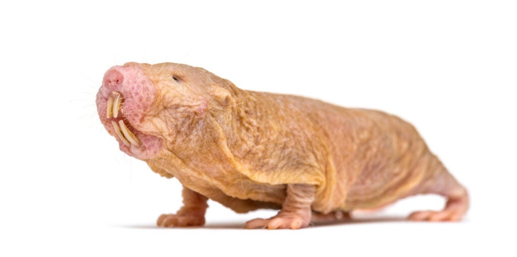 Naked mole-rat