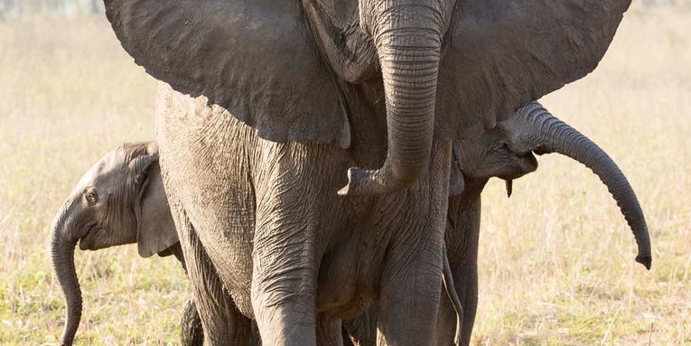 Ivory poaching has triggered a surge in elephants born without tusks