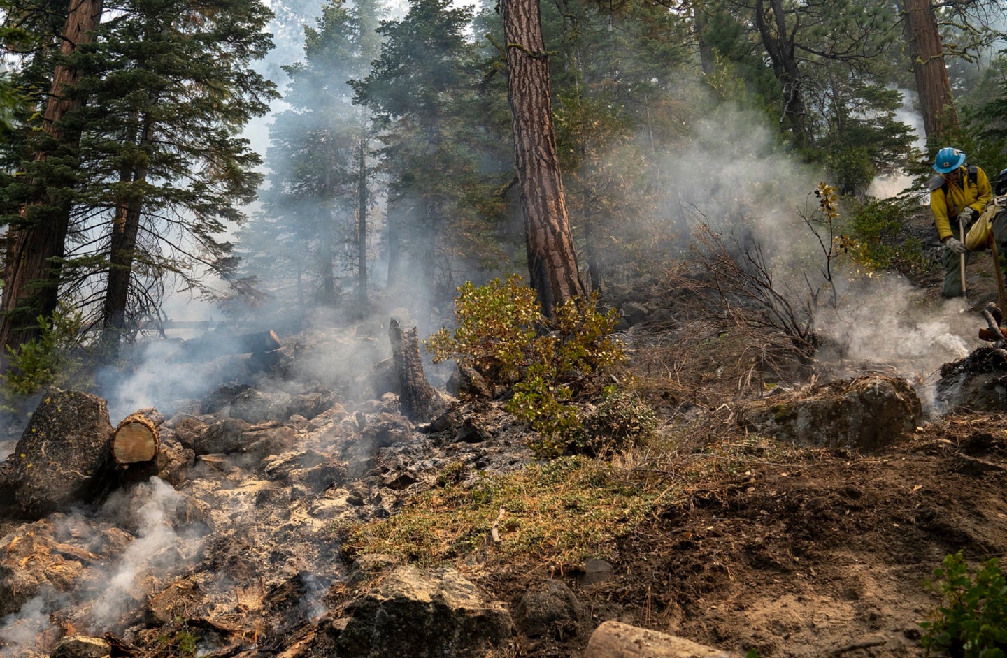 Dixie fire burn scars on trees in Lassen National Park in California