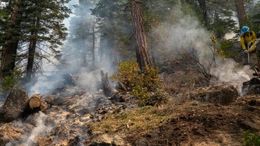 Dixie fire burn scars on trees in Lassen National Park in California