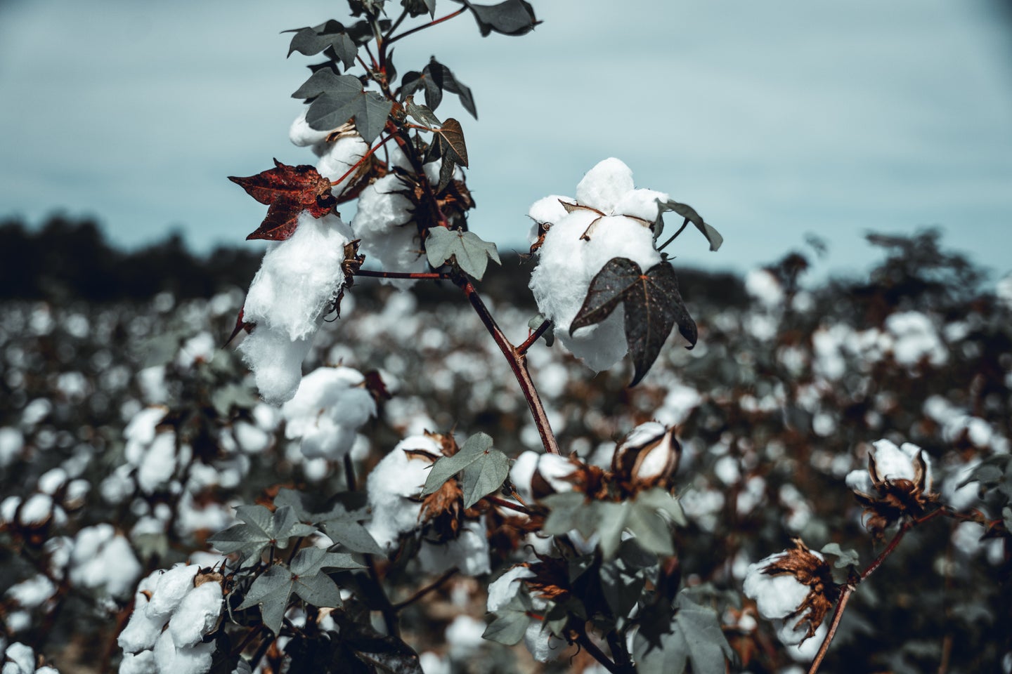 Cotton plants on a regenerative farming plot against the blue sky