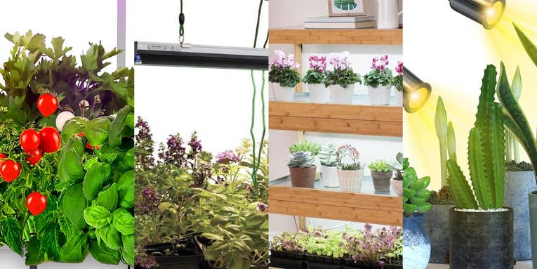 The best grow lights for 2024