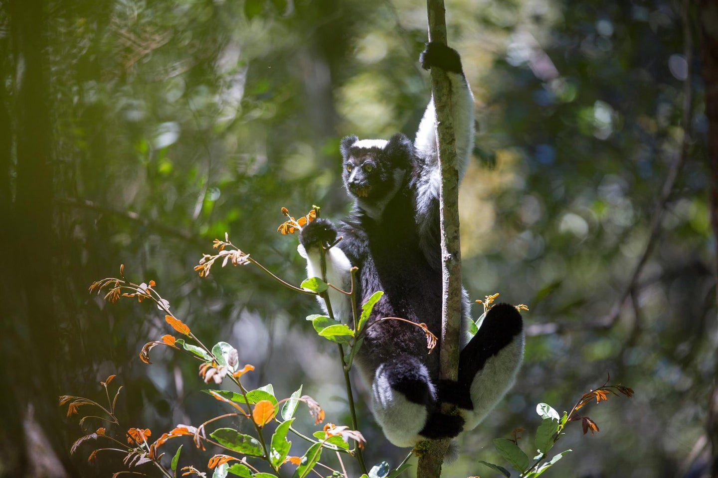 A lemur holding onto a vine with one arm.