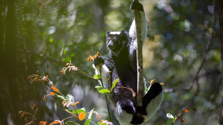 A lemur holding onto a vine with one arm.