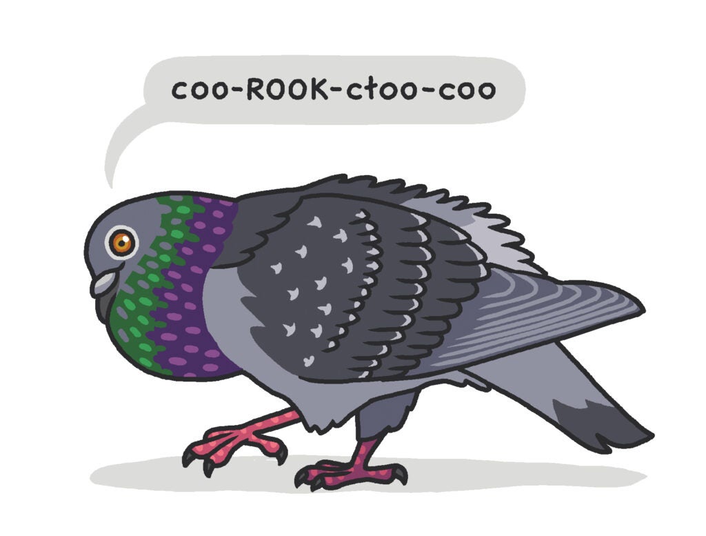 Common pigeon sounds and what they mean | Popular Science