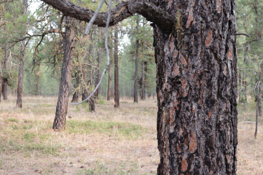 Ponderosa pine with wildfire burn marks