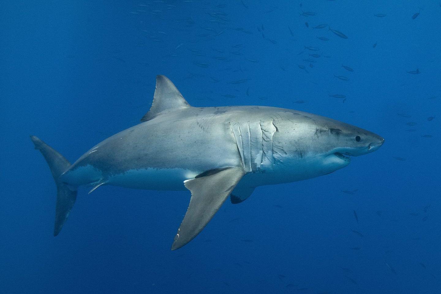 Great white shark that has the potential to bite a swimmer that it mistakes for a seal