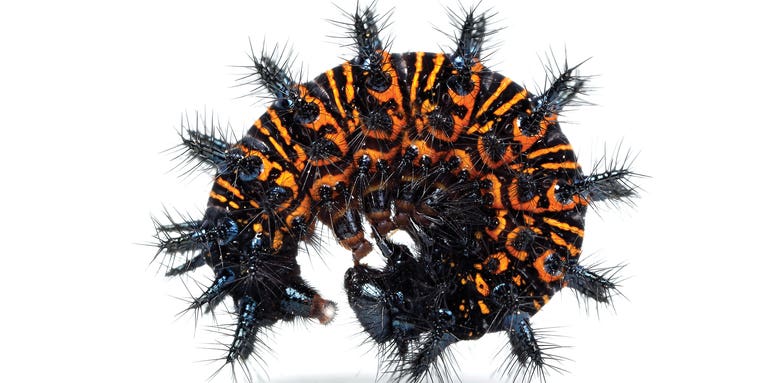 Inflatable tentacles and silk hats: See how caterpillars trick predators to survive