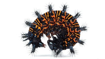 Baltimore checkerspot caterpillar curled up in a black and orange ball