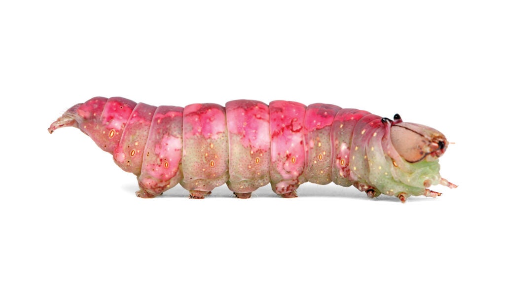 White-blotched prominent caterpillar with marbled pink top