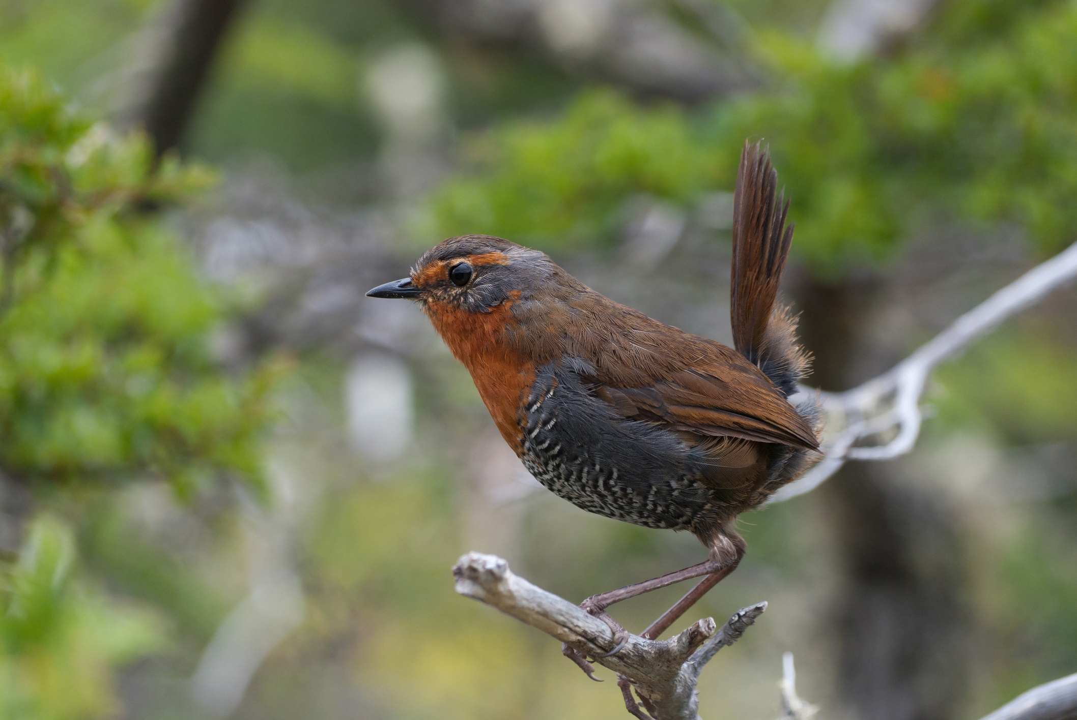 a small brown and red bird perched on a branch