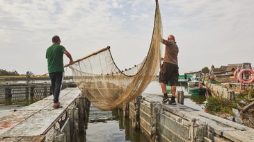 Fishers lowering an eel trawling net into a canal in Comacchio, Italy