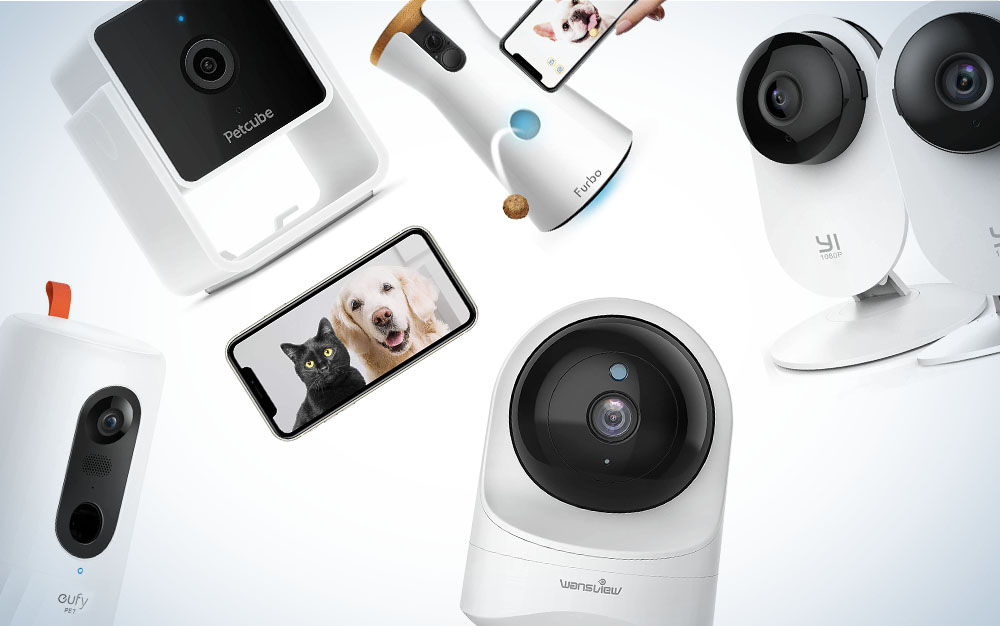 The best dog cameras of 2024