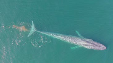 Biologists vastly underestimated how much whales eat and poop
