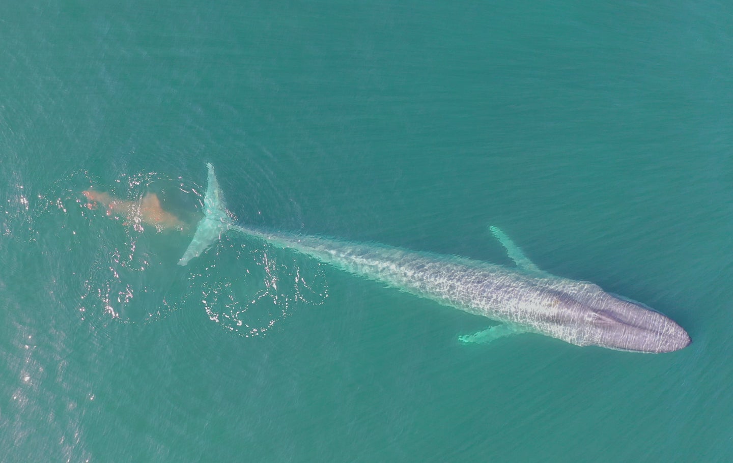 A blue whale defecating off the coast of California. Estimating how much whales eat and poop is quite hard, and it turns out researchers might have vastly underestimated these bodily functions. 