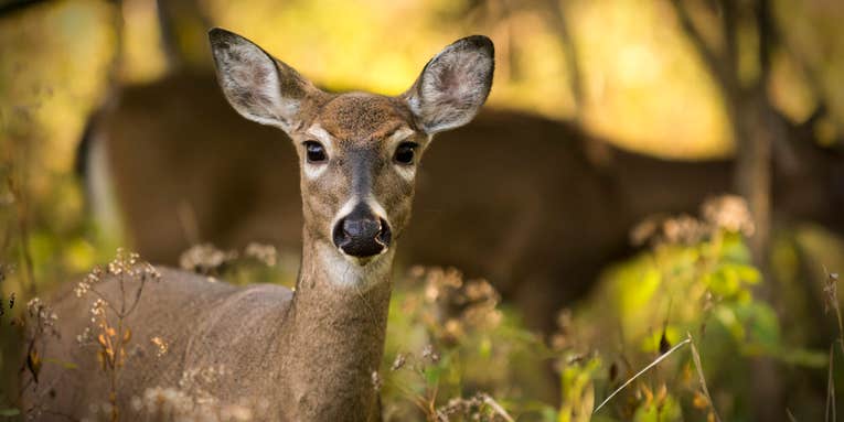 Wild deer are giving each other COVID—a lot