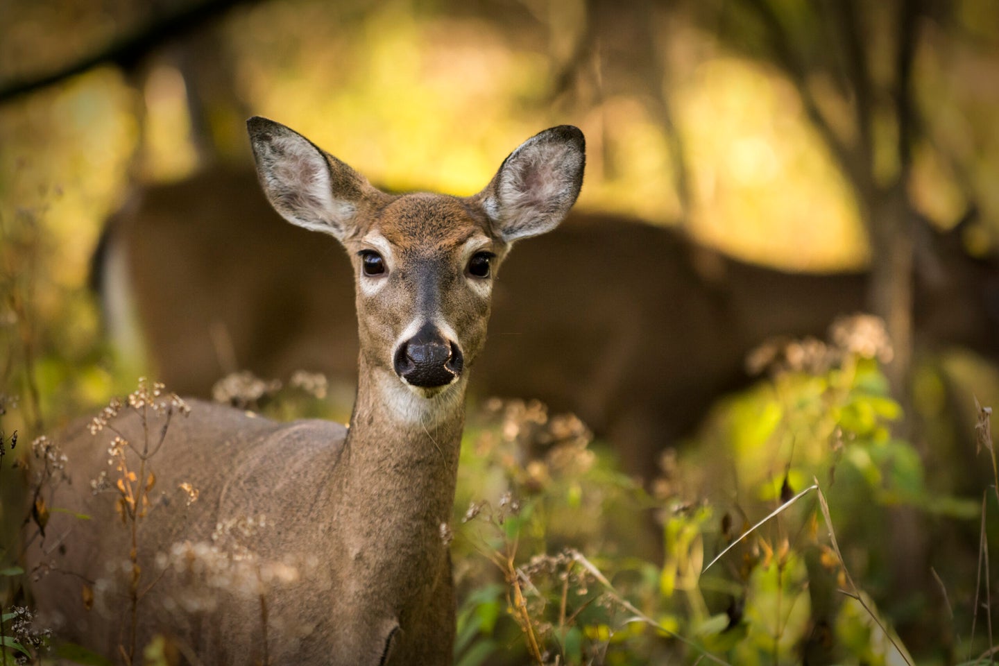 A new study of white-tailed deer in Iowa shows the animals can contract SARS-CoV-2 from humans, as well as from each other. 
