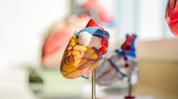 A model heart