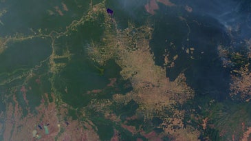 A satellite image of forest with patches of cleared land.