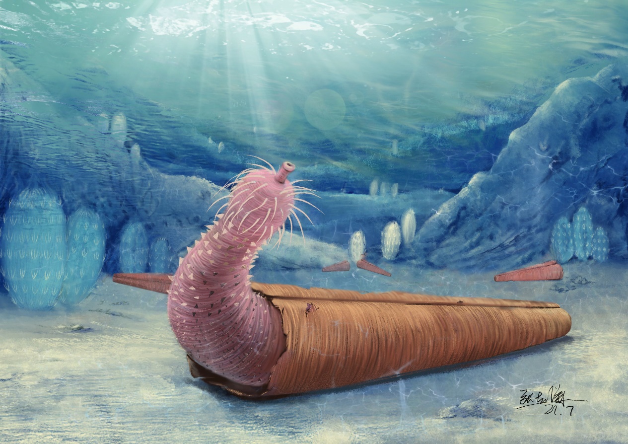 Ancient penis worms used protection on the seabed