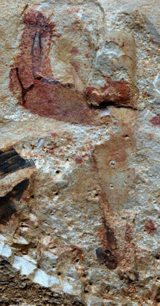 Ancient penis fish fossil in Cambrian seabed rock from China