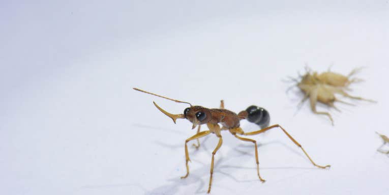 The protein that keeps worker ants in line can also make them queen