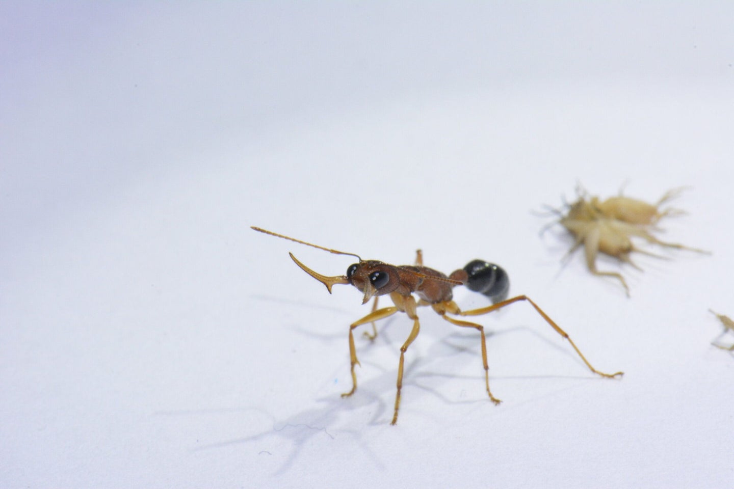 a worker ant in an aggressive stance against a white background