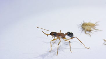 a worker ant in an aggressive stance against a white background