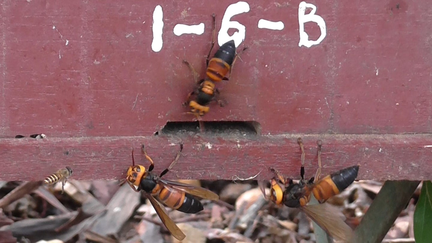 a giant hornet crawls on a box